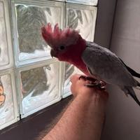 Cacatua rosecapilli