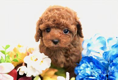 Cucciolo di Barboncino