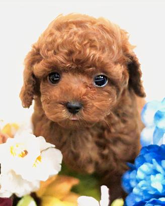 Cucciolo di Barboncino