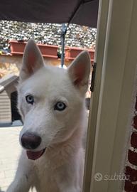 Husky siberiano