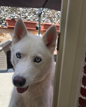Husky siberiano