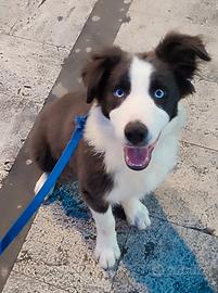 Cucciolo di Border Collie