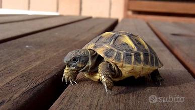 Tartarughe di terra 3 anni, hermanni boetgeri