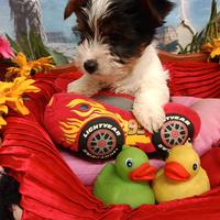 Cuccioli Taglia Piccola Toy Biewer Yorkshire
