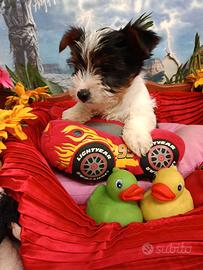 Cuccioli Taglia Piccola Toy Biewer Yorkshire