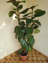 Ficus elastica perfetta H 1,66 metri 