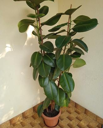 Ficus elastica perfetta H 1,66 metri 