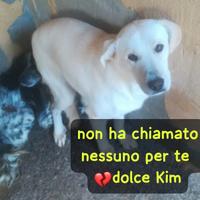 Kim 2 anni simil labrador