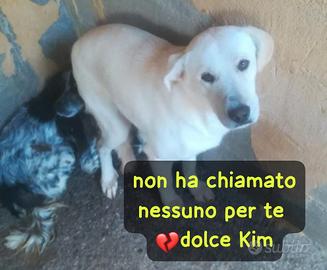 Kim 2 anni simil labrador