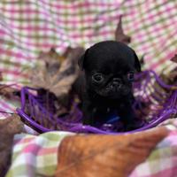 Cuccioli carlino con pedigree
