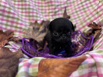 Cuccioli carlino con pedigree