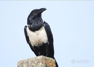 Corvus albus corvo africano