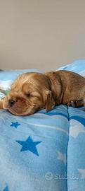Cuccioli di cocker spaniel