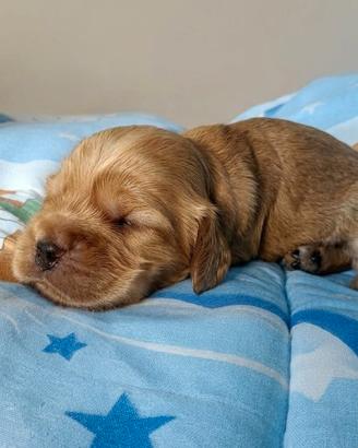Cuccioli di cocker spaniel
