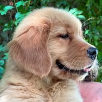 Cuccioli di Golden Retriever Americani