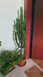 pianta grassa EUFORBIA