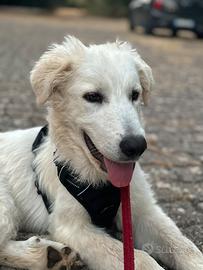 Cucciolone di 4/5 mesi futura taglia grande