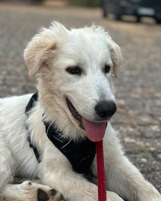 Cucciolone di 4/5 mesi futura taglia grande