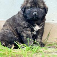 Cucciolo pastore del caucaso