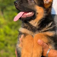 Cuccioli di pastore tedesco