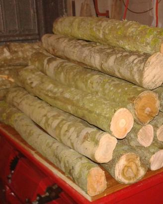 Tronchetti  legno olivo per lavorazione ebanisti