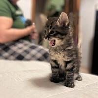 Regalo cuccioli