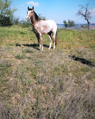 Cavallo Appaloosa