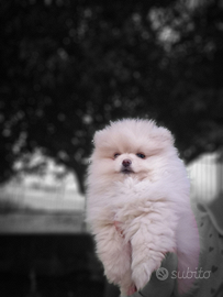 Spitz tedesco nano pedigree enci