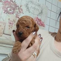 Mini barboncini red Brown roy