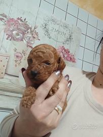 Mini barboncini red Brown roy