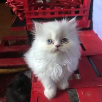 Gattino persiano bianco occhi impari