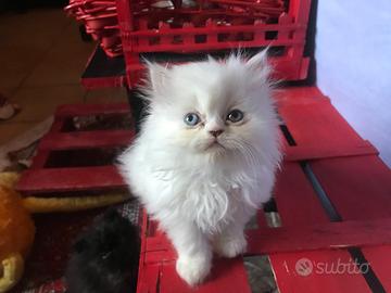 Gattino persiano bianco occhi impari
