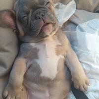 Bulldog francese