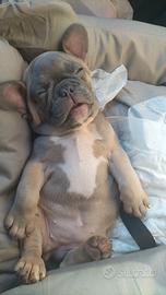 Bulldog francese