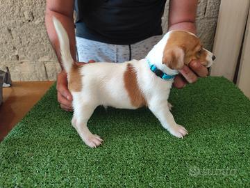 Cuccioli di Jack Russell Terrier 