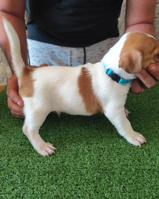 Cuccioli di Jack Russell Terrier 
