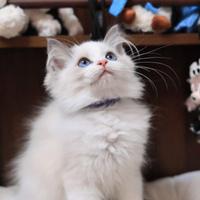 Gattino ragdoll