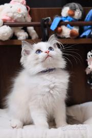 Gattino ragdoll