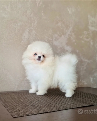 Spitz di Pomerania Bianco crema arancio