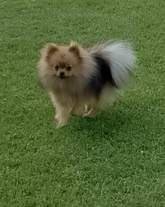 Spitz tedesco nano femmina