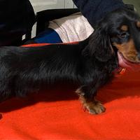 Bassotto a pelo lungo