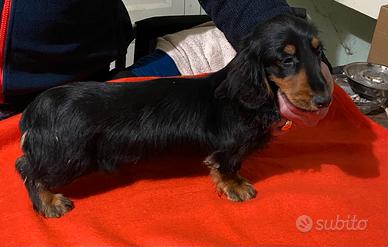 Bassotto a pelo lungo