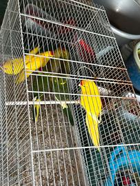 Kakariki