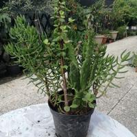 Composizioni piante grasse altezza 20cm