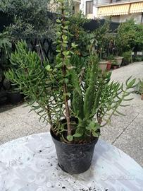 Composizioni piante grasse altezza 20cm