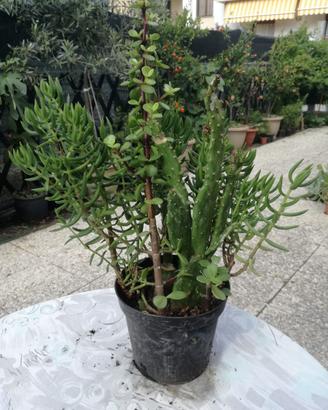 Composizioni piante grasse altezza 20cm