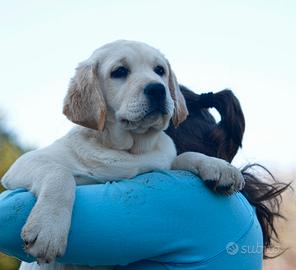 Femmina di Labrador giovane