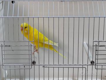 Cocorita