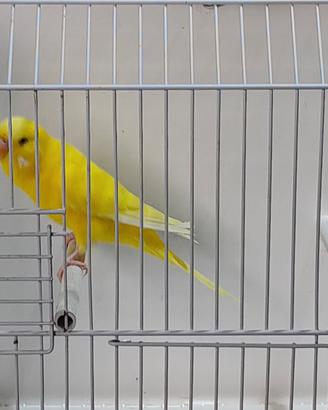 Cocorita
