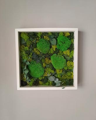 quadro muschio stabilizzato 37x37